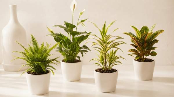 Editorial illustration for Five Air-Purifying Houseplants Compared: What Each Removes, the Light It Needs, and Whether It's Pet-Safe