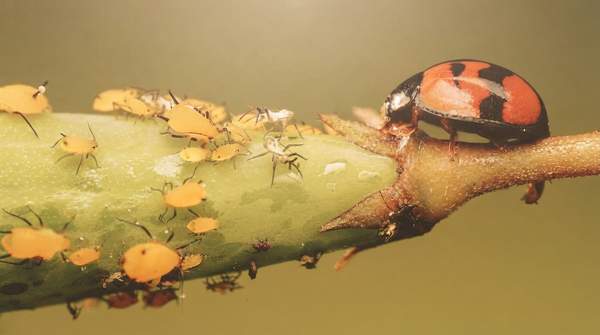 Editorial illustration for Matching the Method to the Pest: A Natural Control Decision Guide for Aphids, Caterpillars, and More